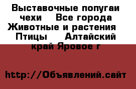 Выставочные попугаи чехи  - Все города Животные и растения » Птицы   . Алтайский край,Яровое г.